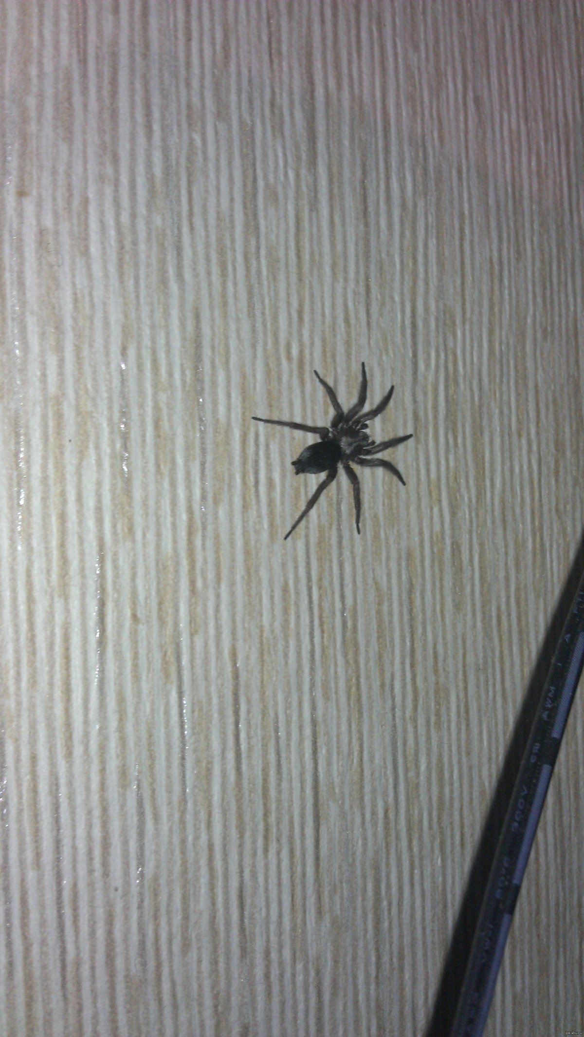 Паук маленький в квартире