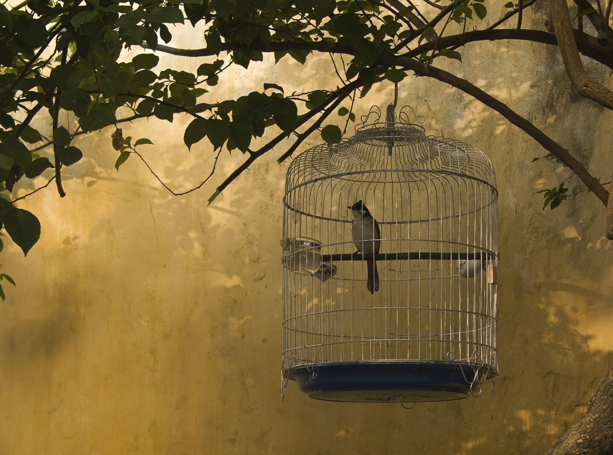 Красивая клетка для птиц