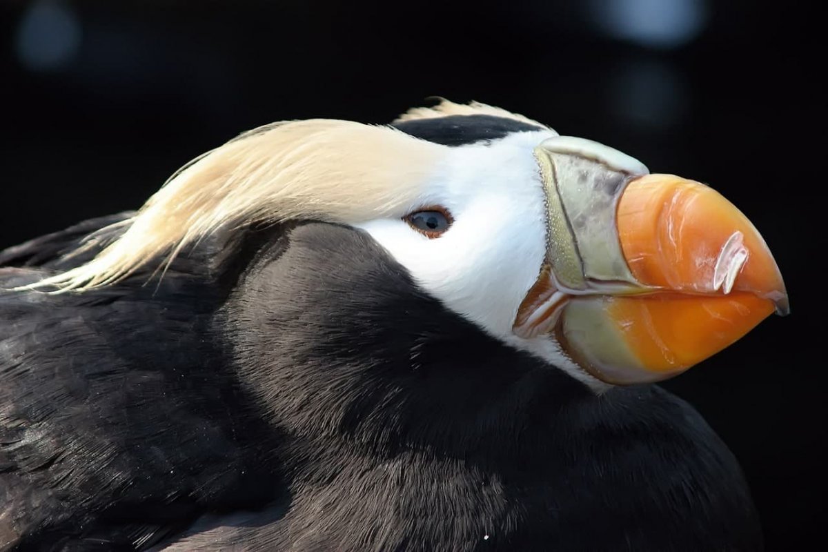 Черная лысуха