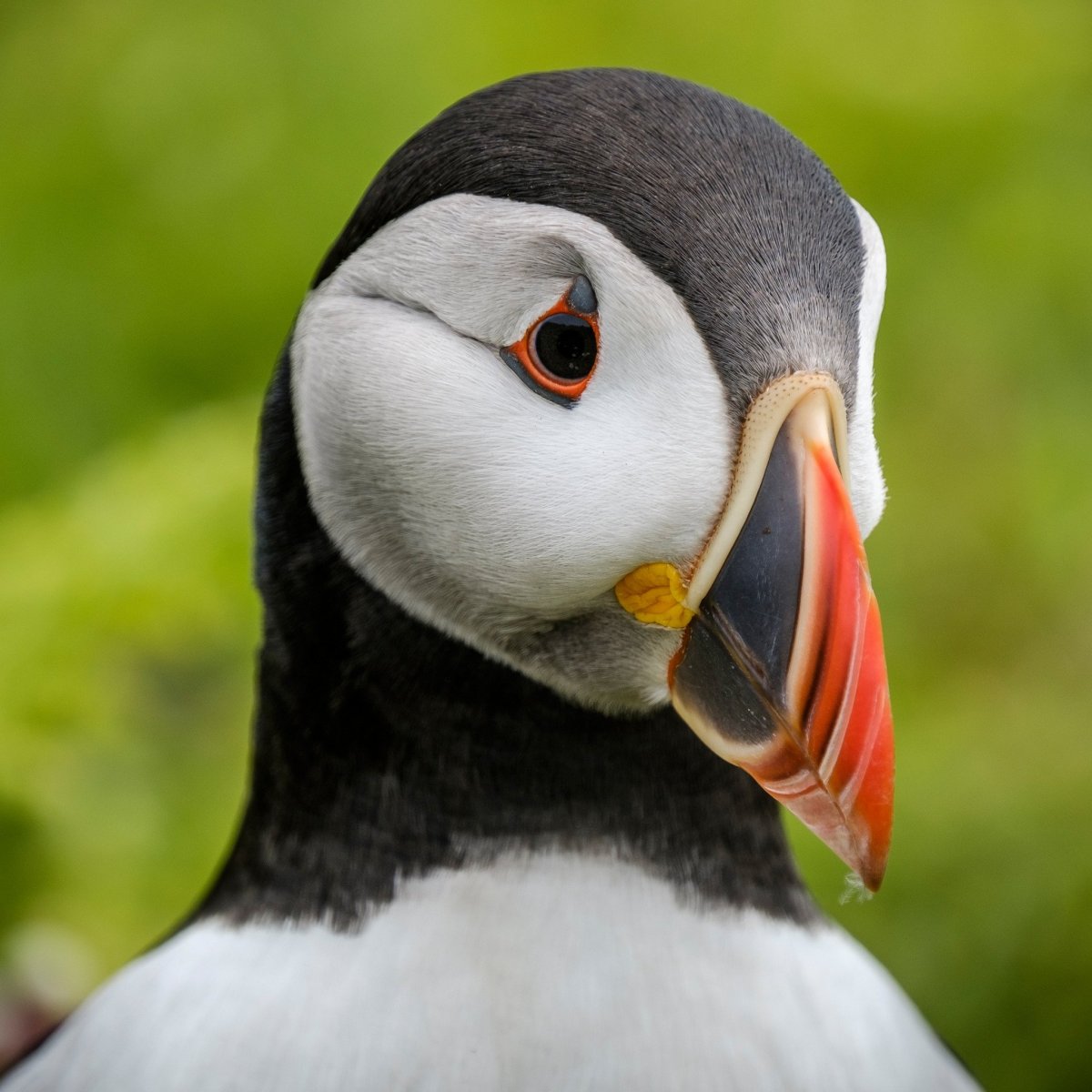 Птичий клюв сорока