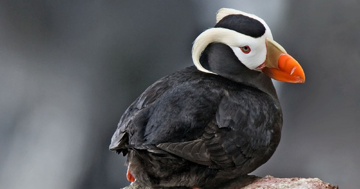 Болотная Курочка лысуха