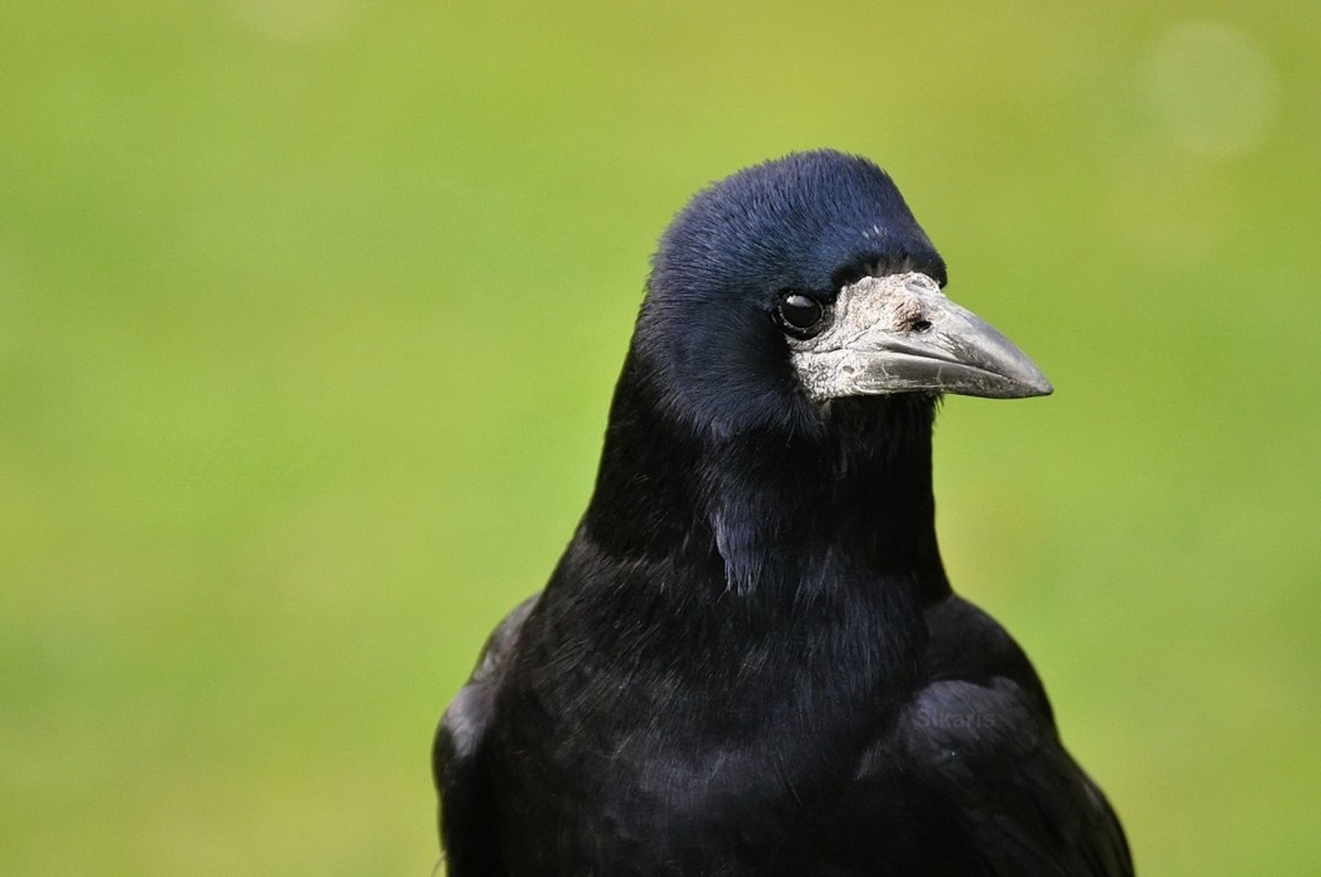 Истукан птица