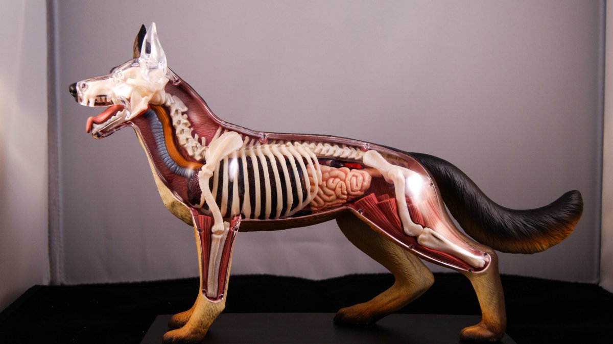 Скелет собаки