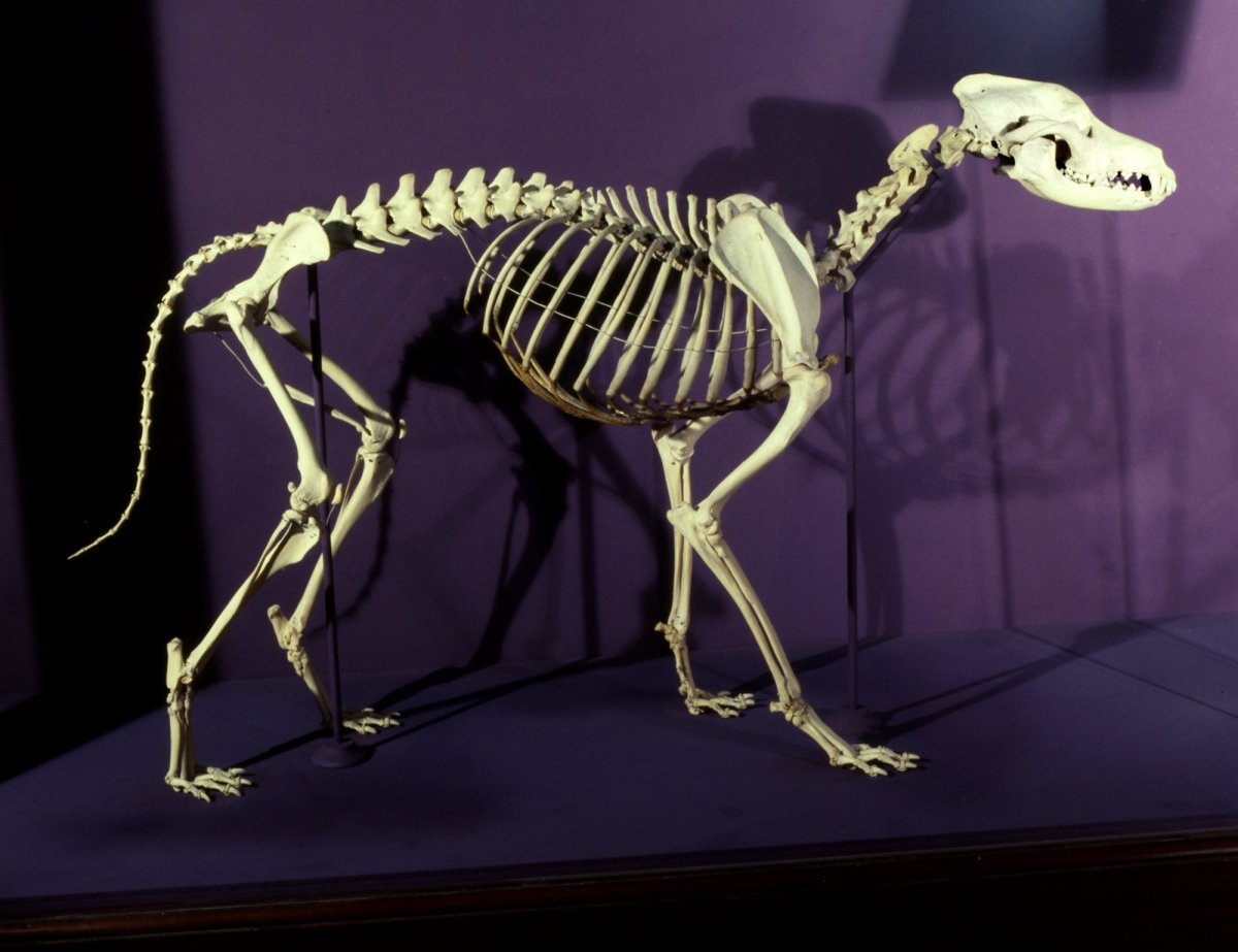 Скелет собаки кобеля