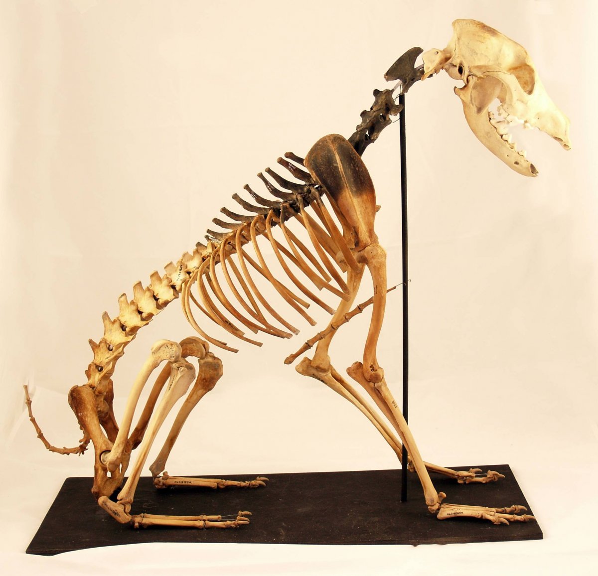 Скелет собаки анатомия