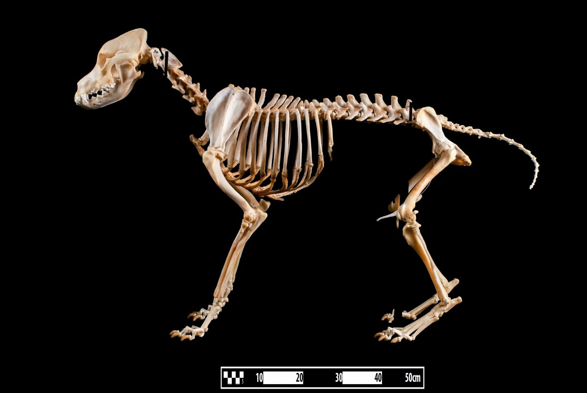 Скелет псовых