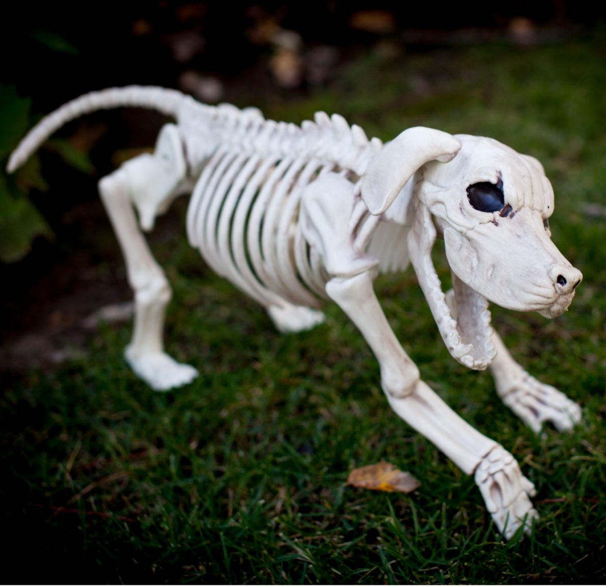 Скелет кобеля