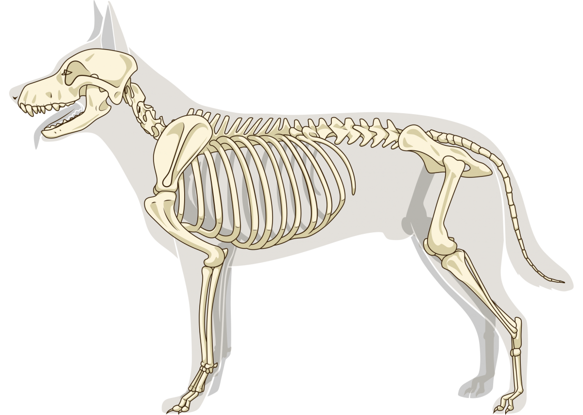 Милый скелет