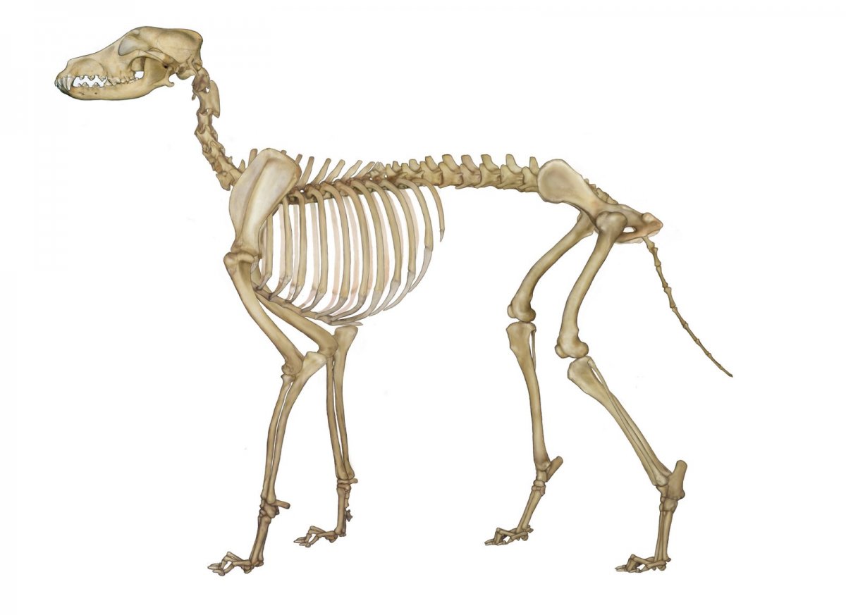 Скелет собаки добермана