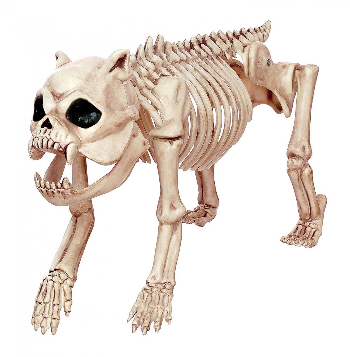 Скелет псовых