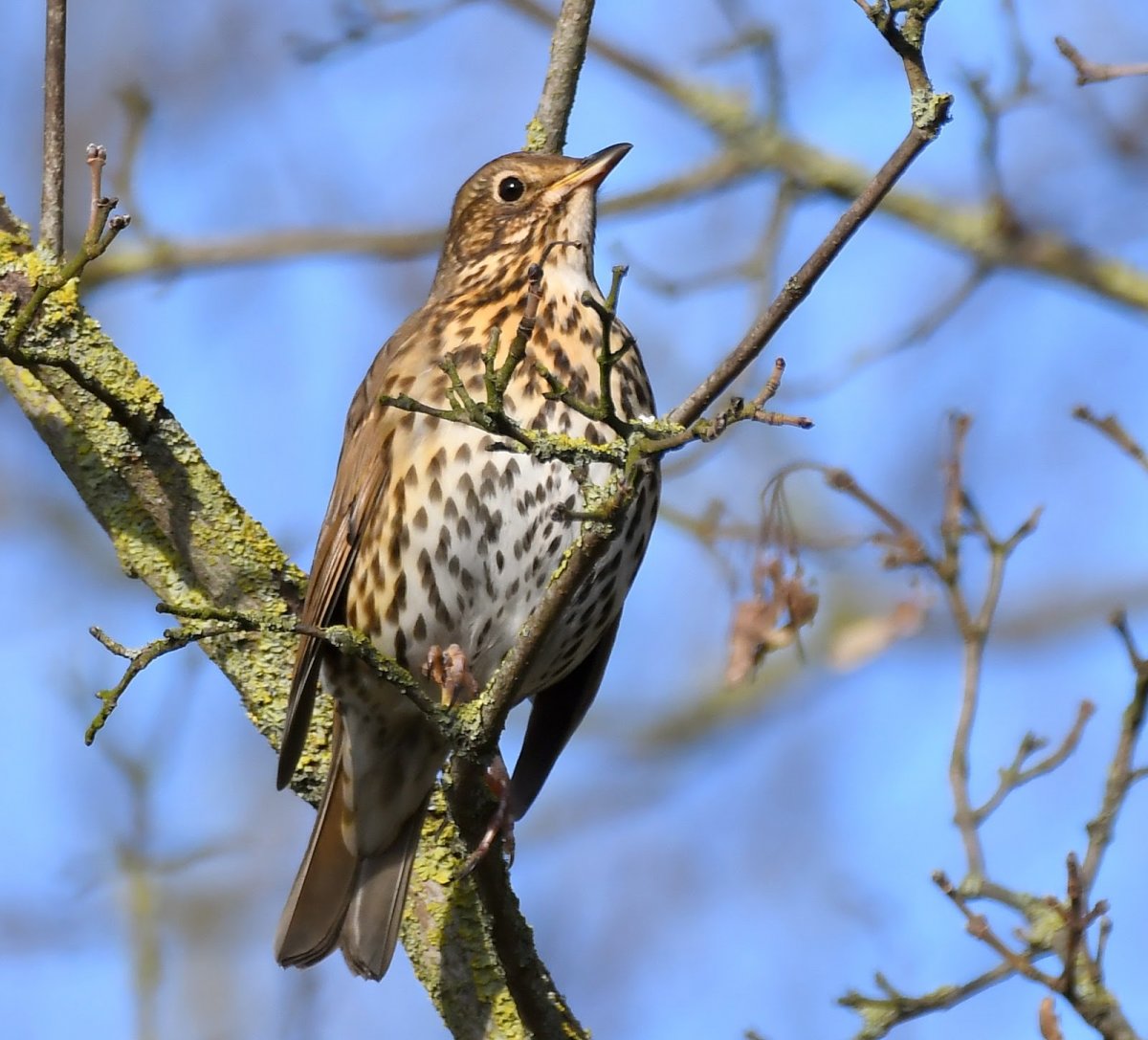 Полевой Дрозд