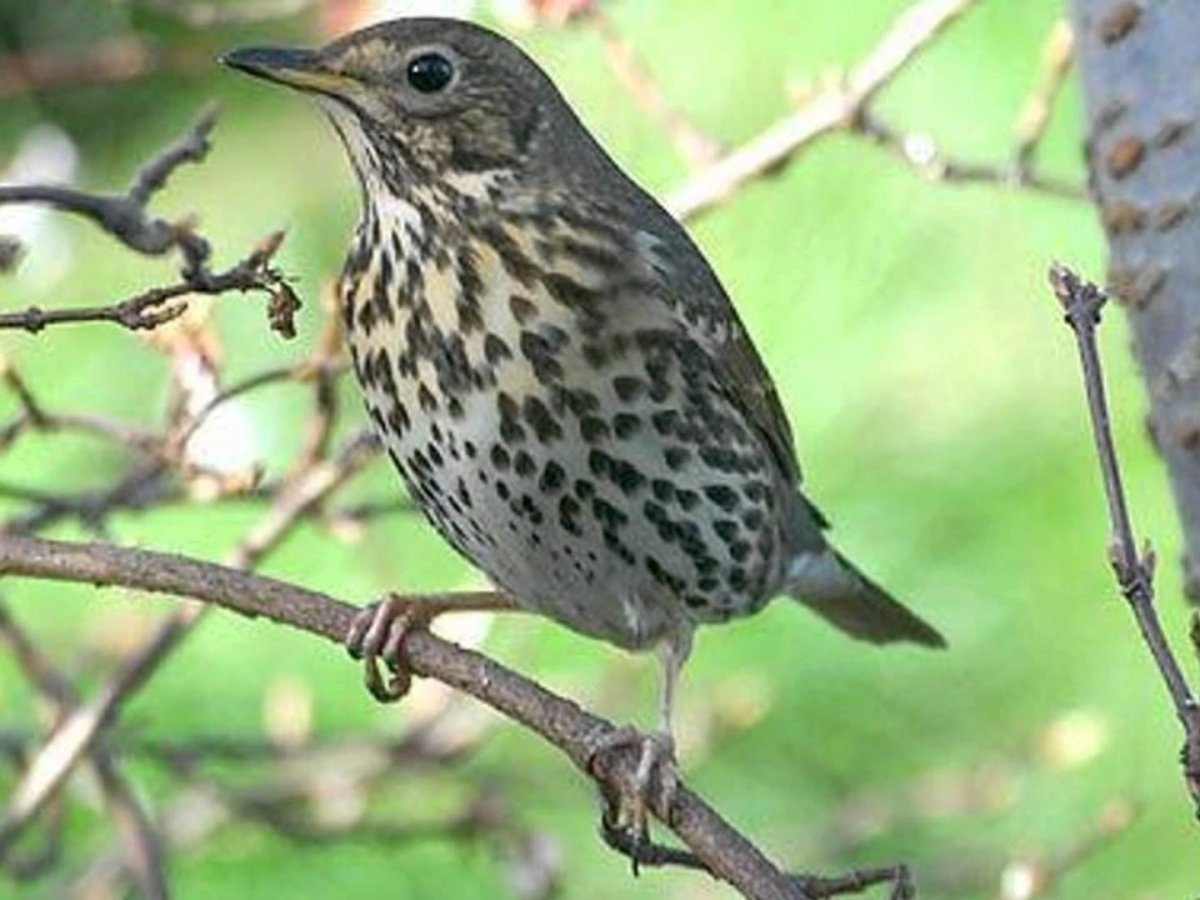 Серая птица