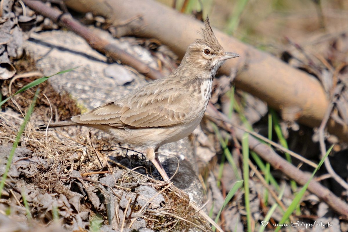 Обыкновенный Соловей