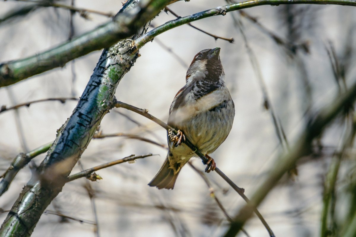 Птицы Москвы Зяблик
