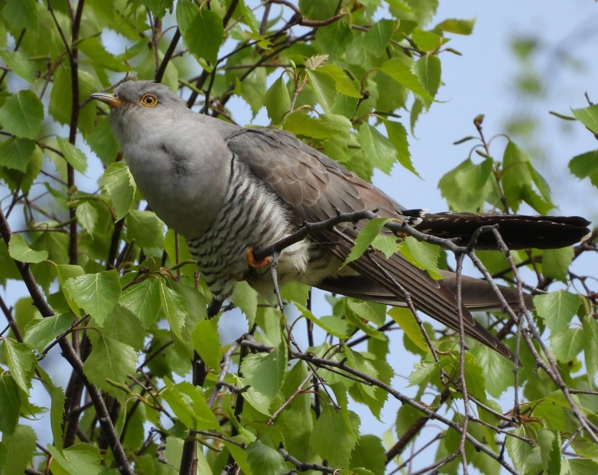 Желтый Дрозд