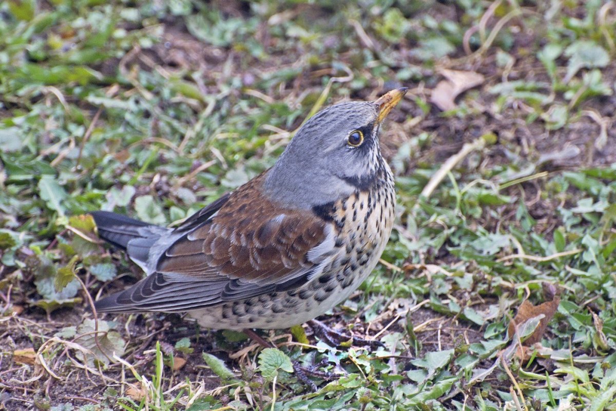 Лесная мухоловка
