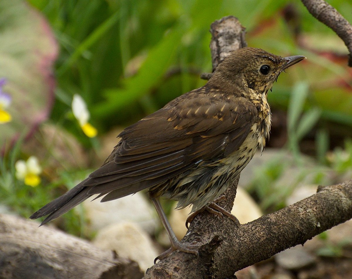 Певчий Дрозд деряба