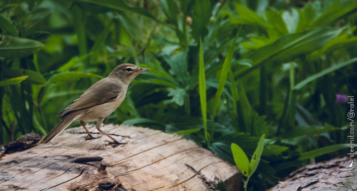 Серо-коричневая птица