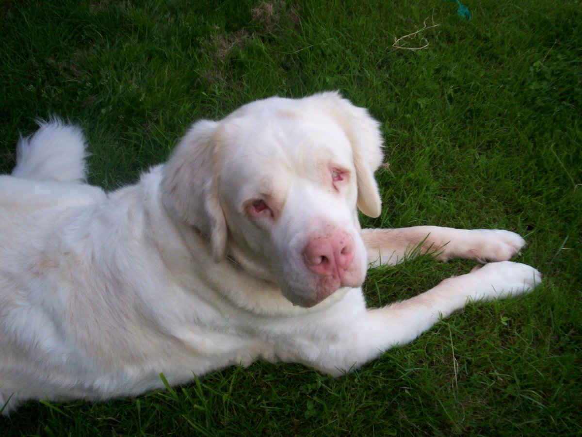 Белые хаски альбинос