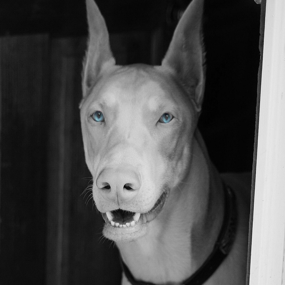 Поденко ибиценко альбинос