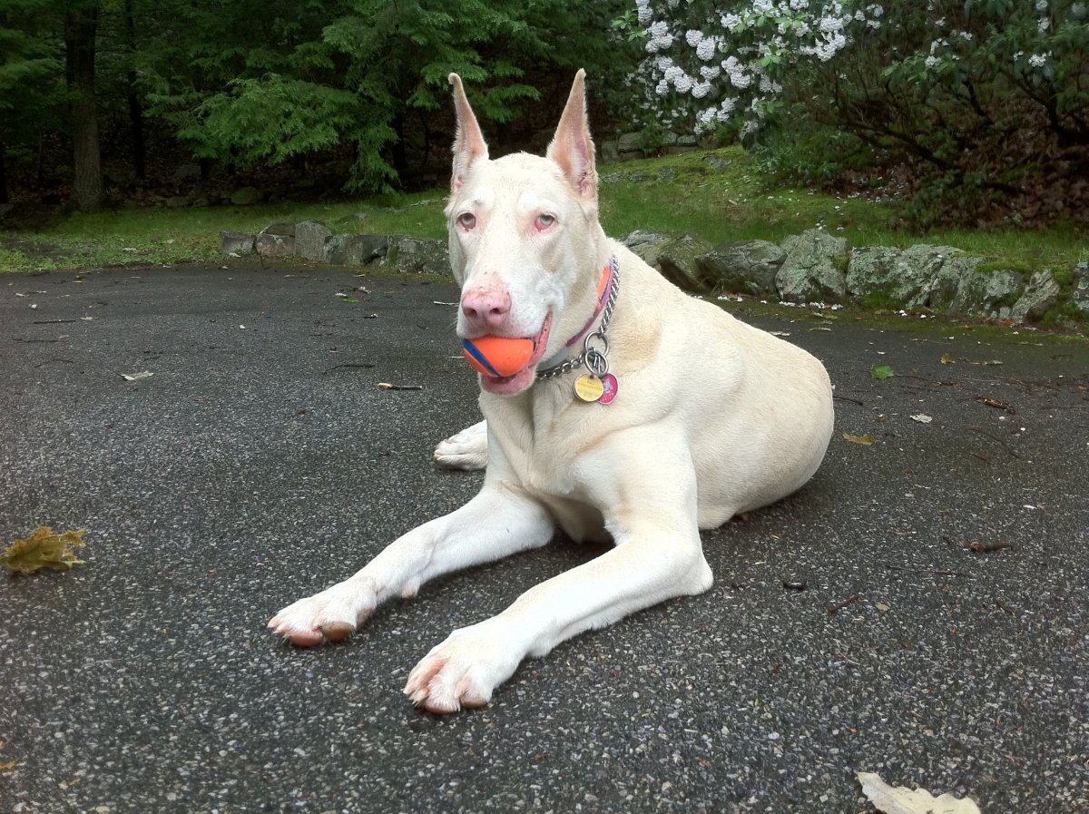 Лев альбинос Лев альбинос