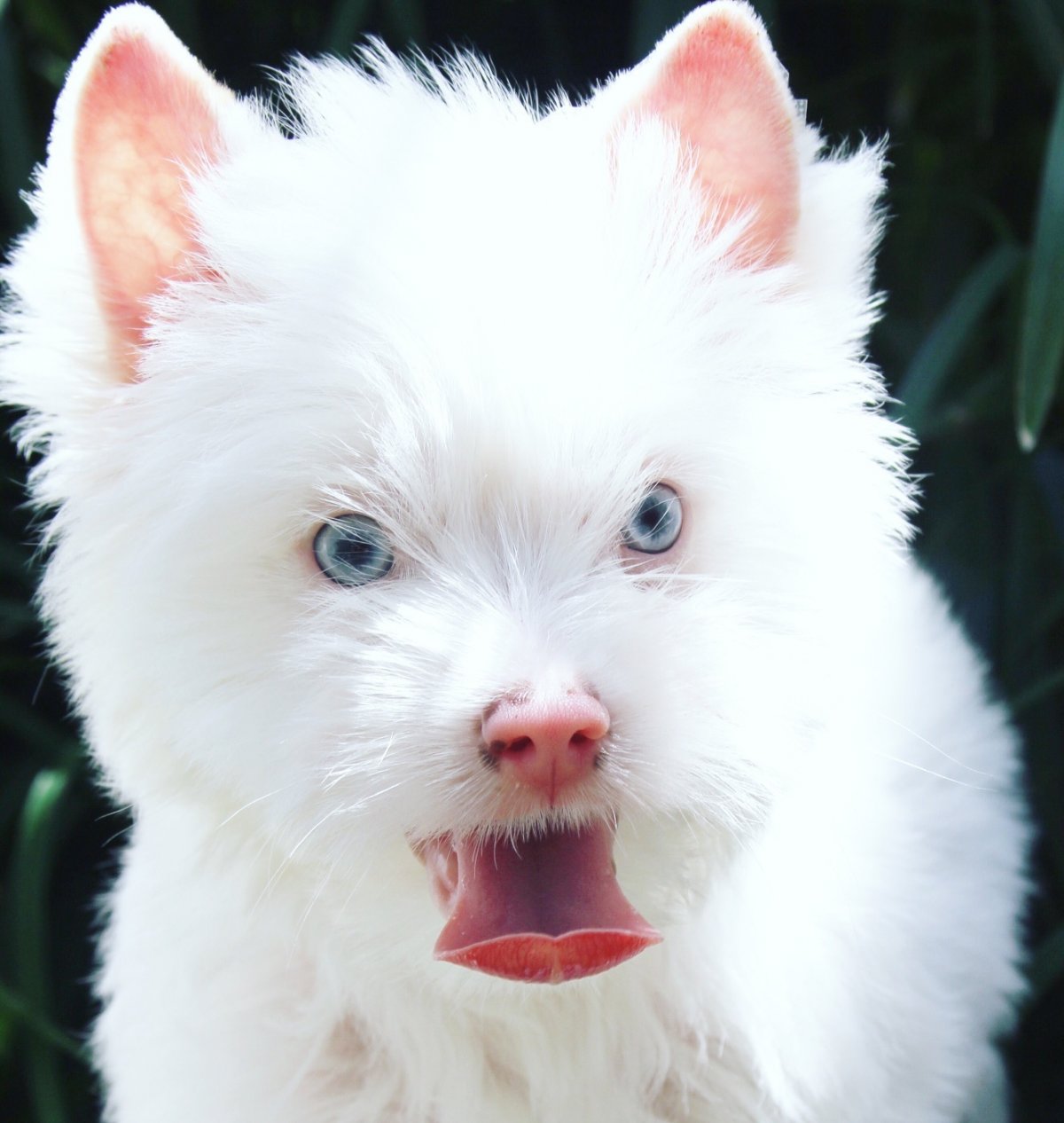 Поденко ибиценко порода