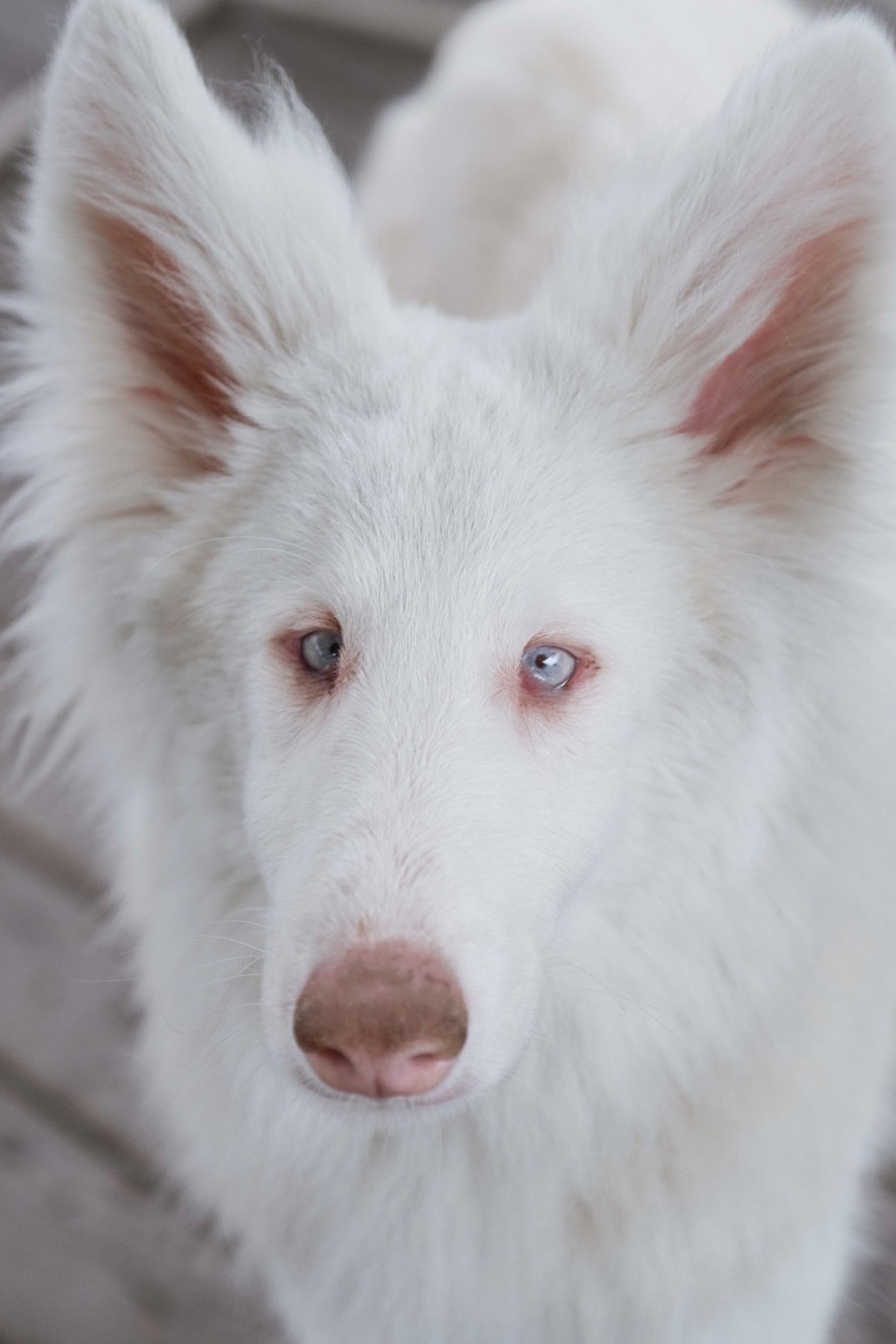 Немецкая овчарка альбинос