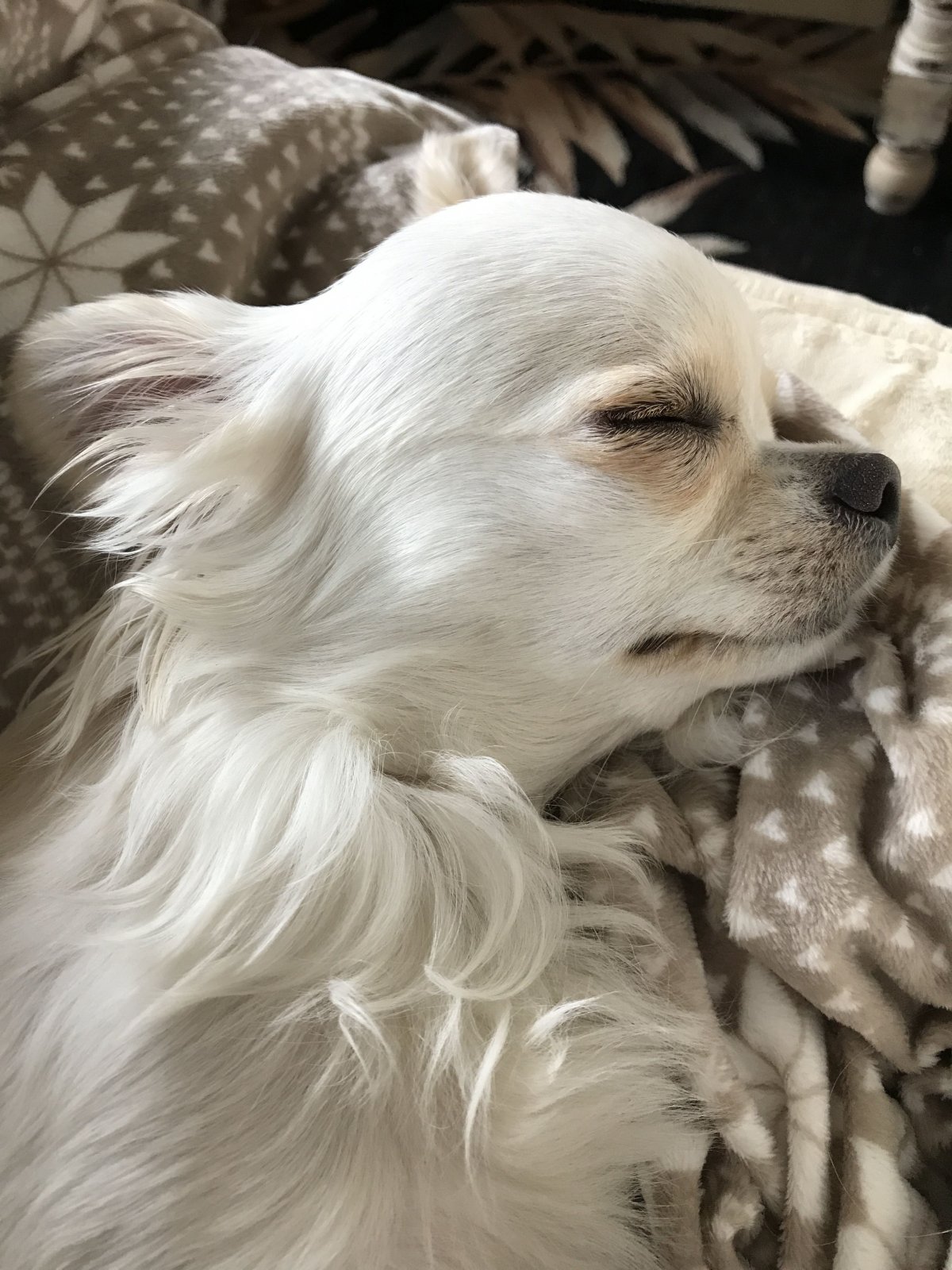 Ротвейлер альбинос