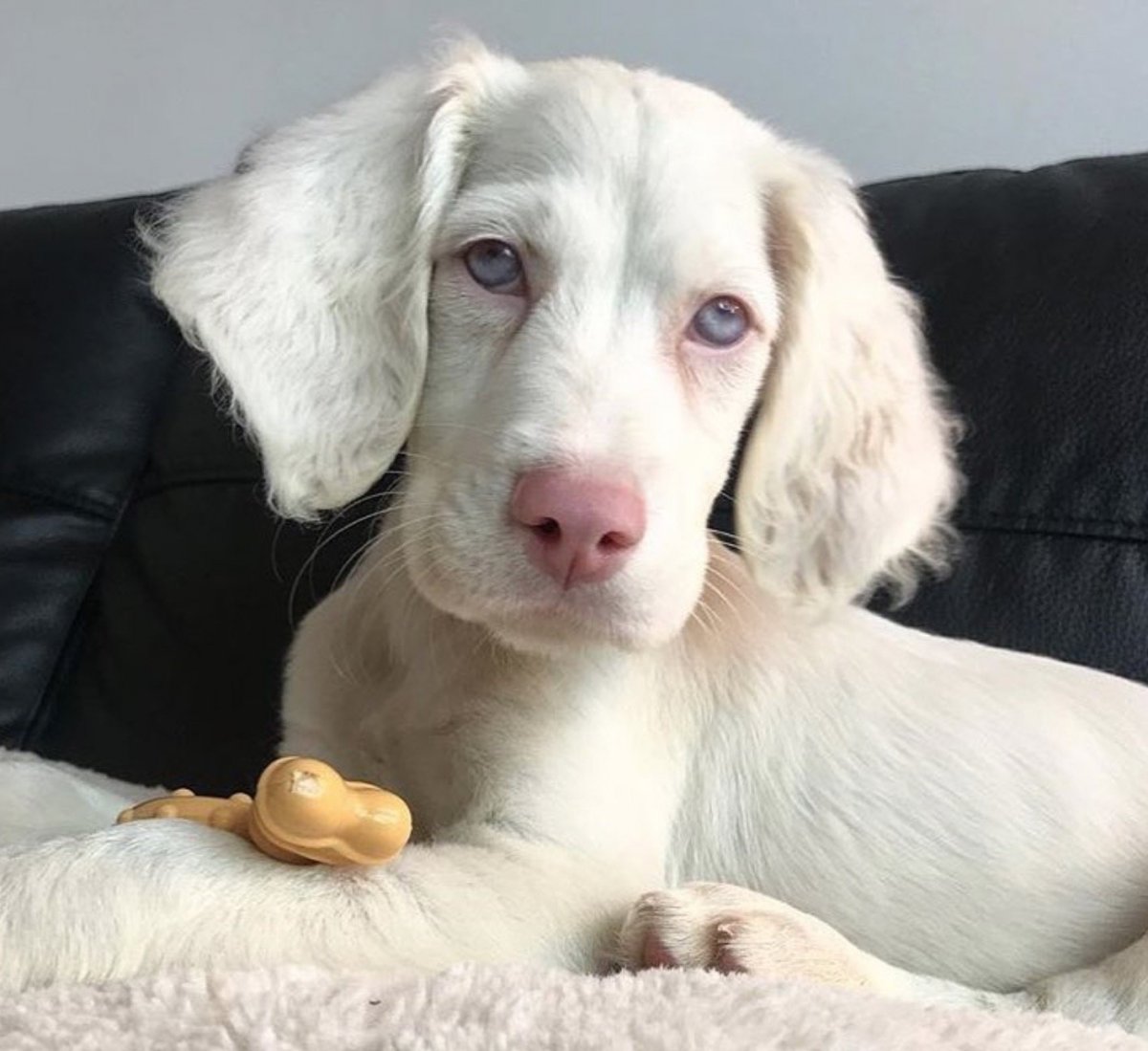 Немецкий дог альбинос