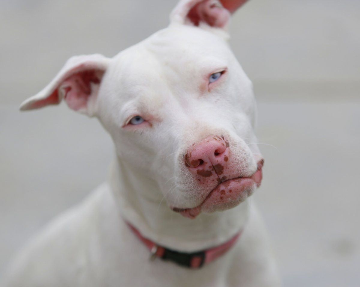 Породы собак альбиносы