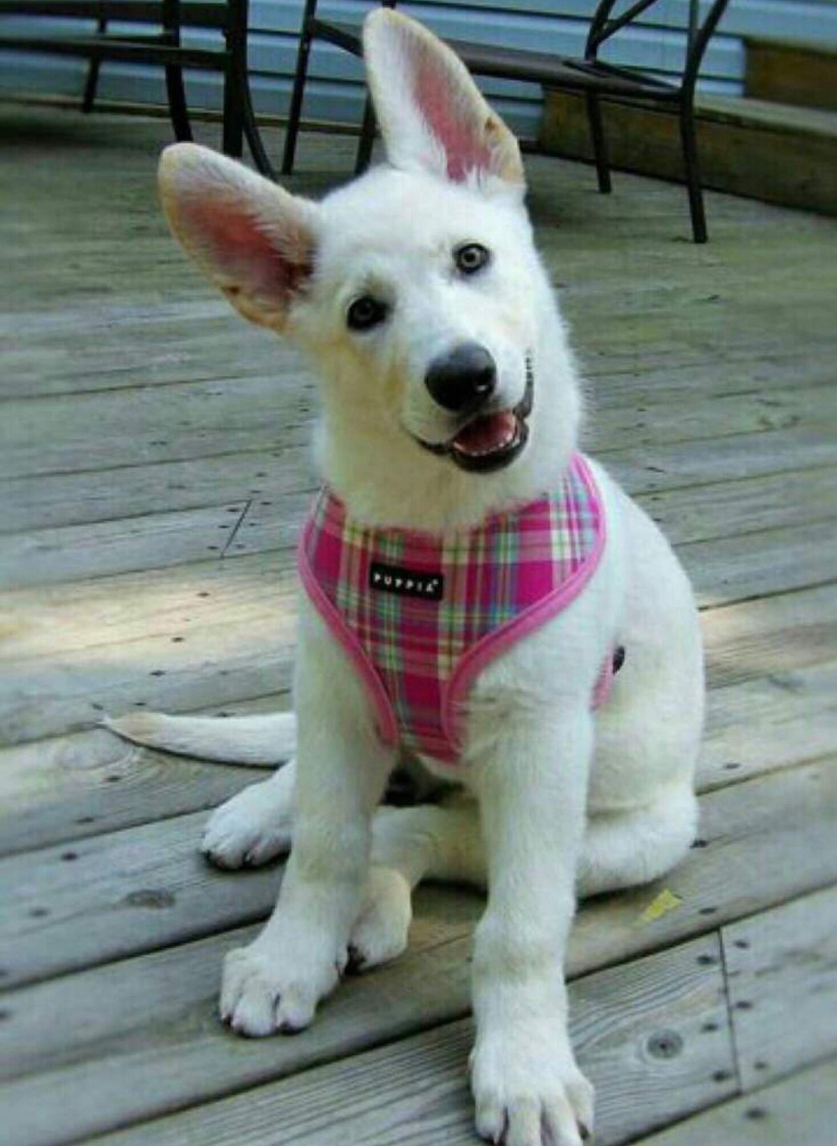 Мопсы щенки альбиносы