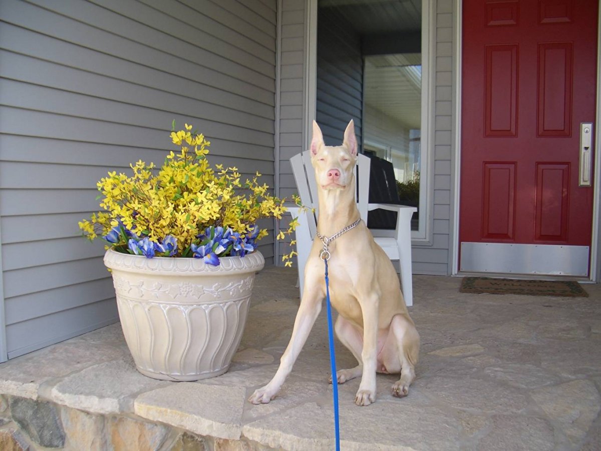 Изабелловый Доберман