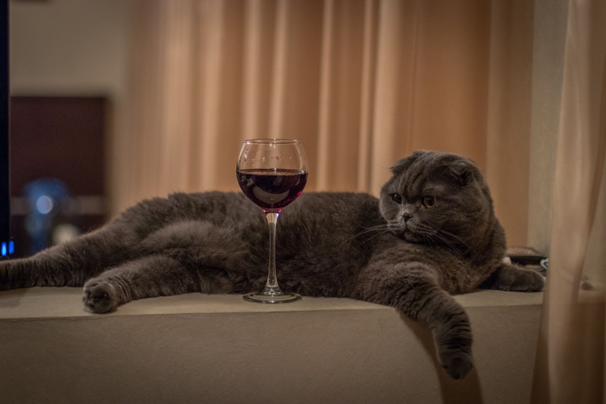 Кролик с бокалом вина