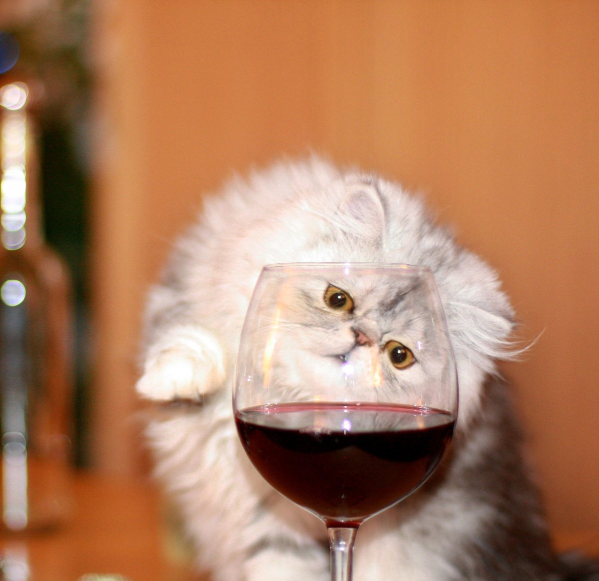 Кошачье вино
