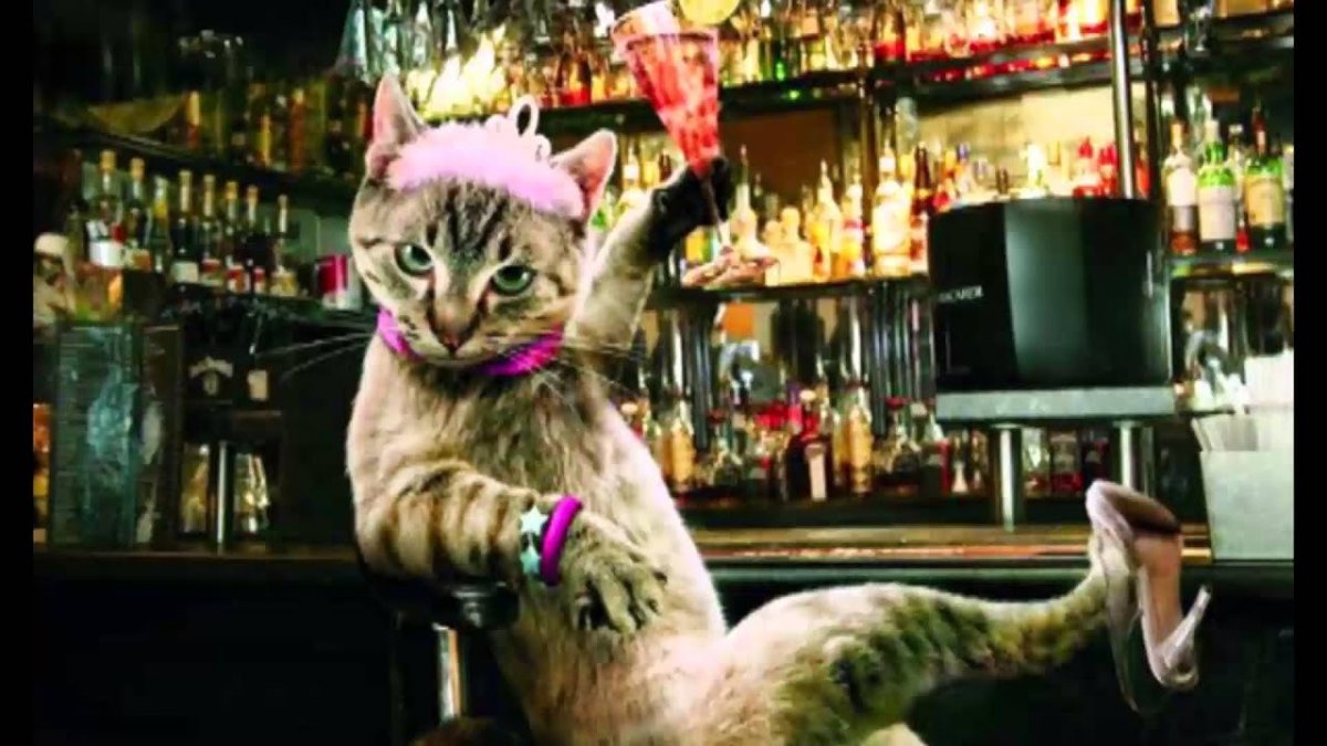 Кошка с бокалом вина