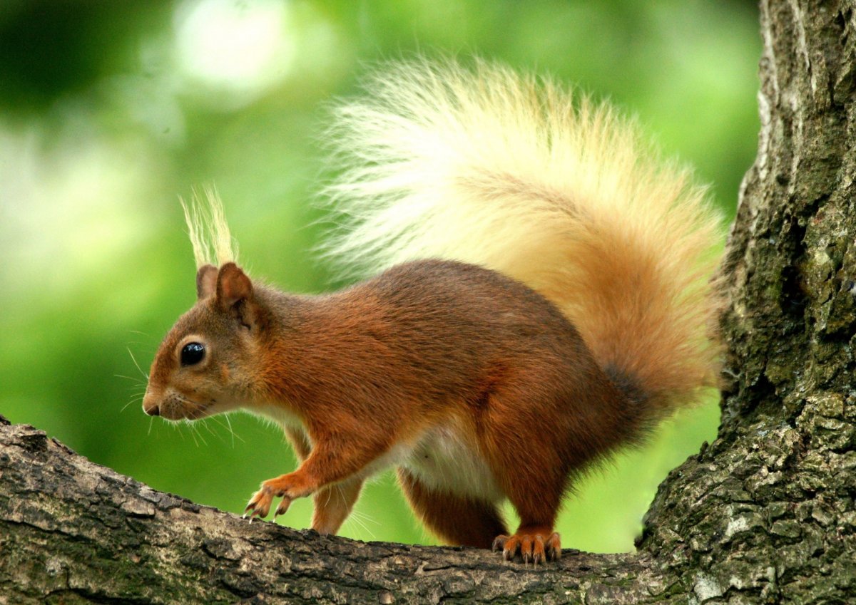 Золотистый ретривер хвост