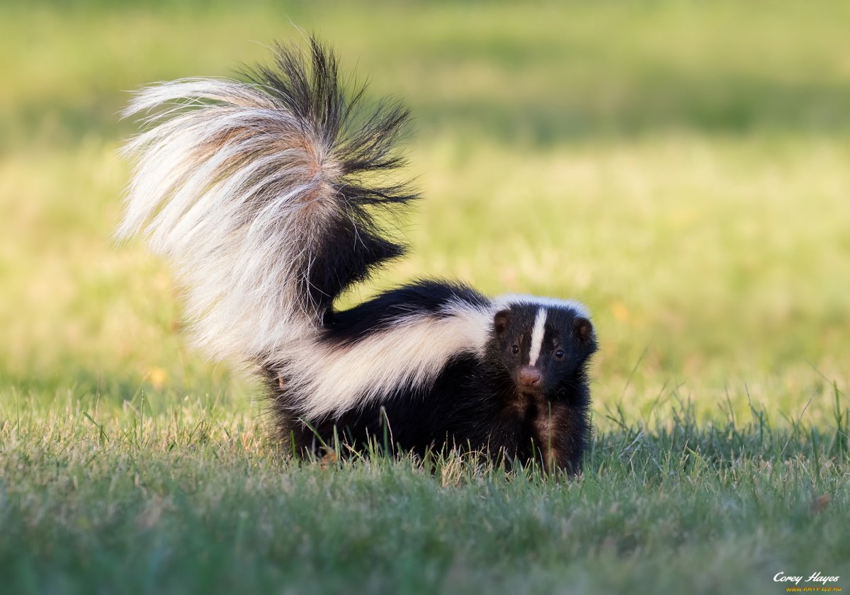 Животные с пушистым хвостом