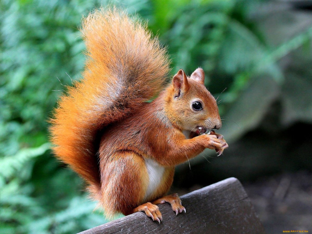 Рыжая белка