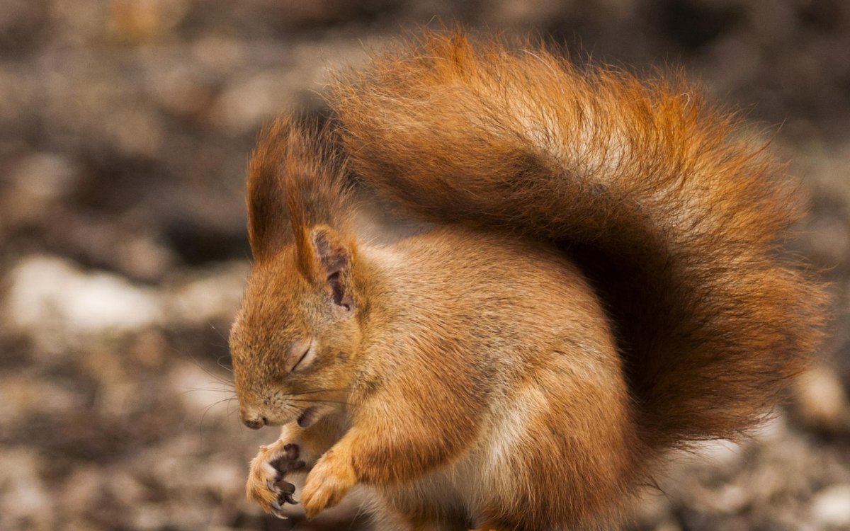 Белка альбинос