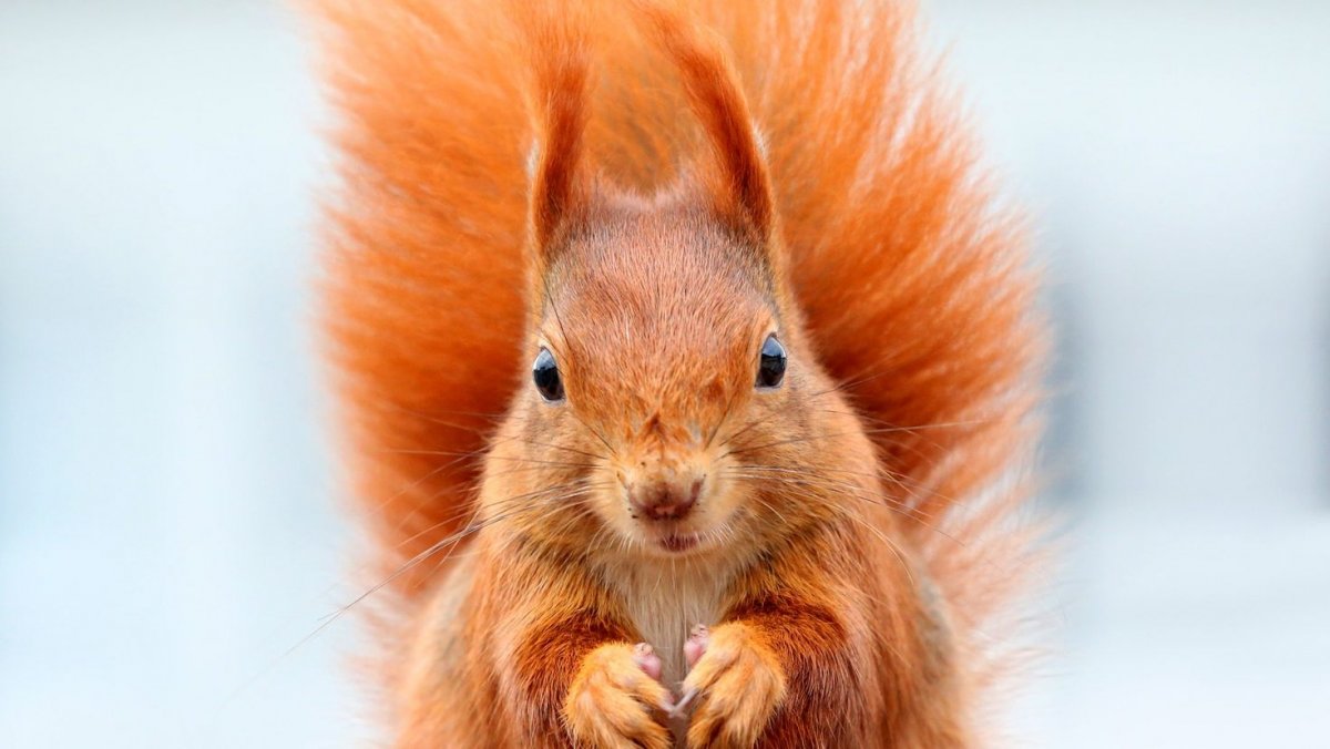 Прекрасные белки