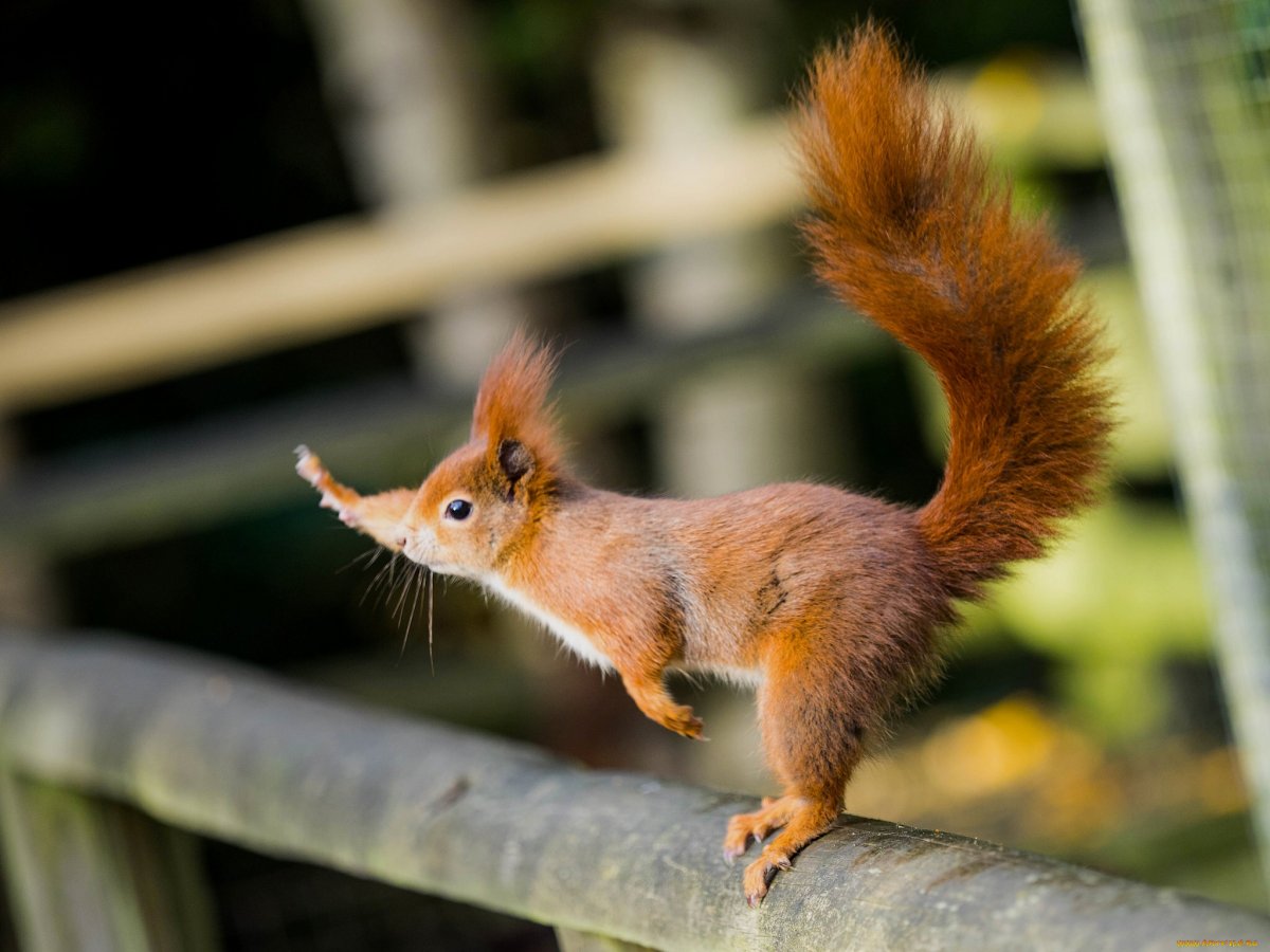 Краснохвостая белка