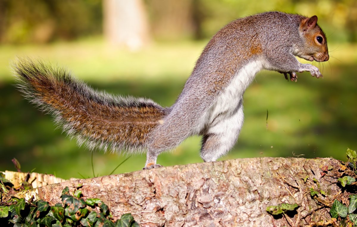 Белочка картинка