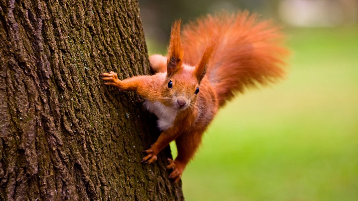 Пушистая белка