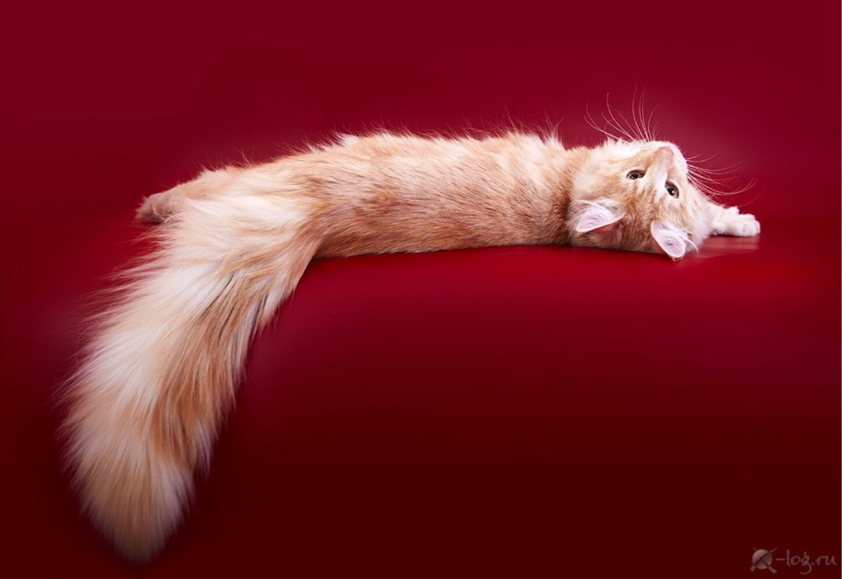 Милые белки