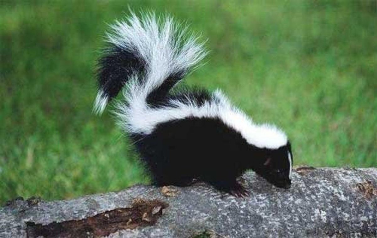 Итатси японский колонок