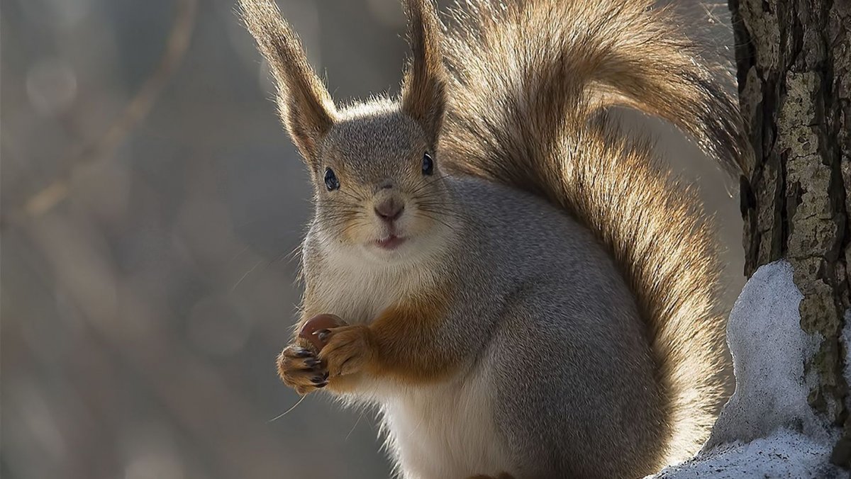 Гвианская белка