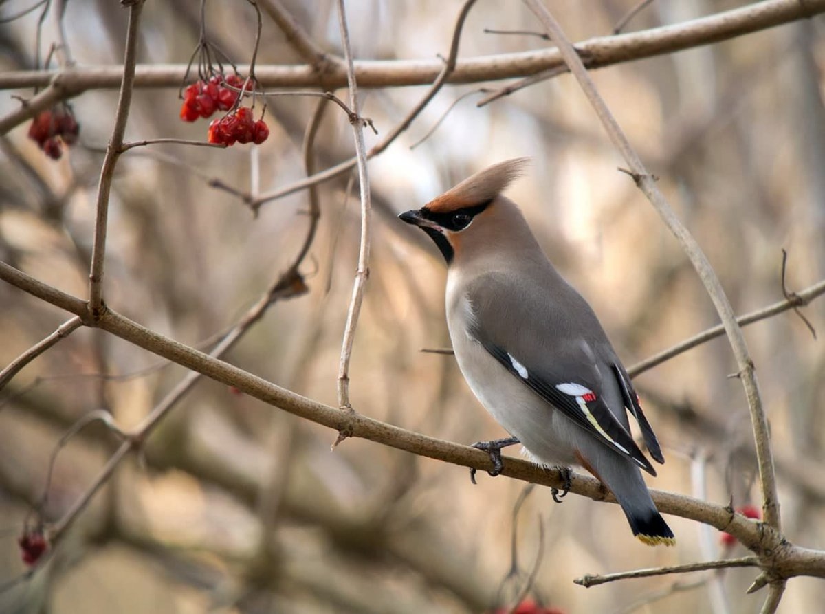 Хохлатая свиристель