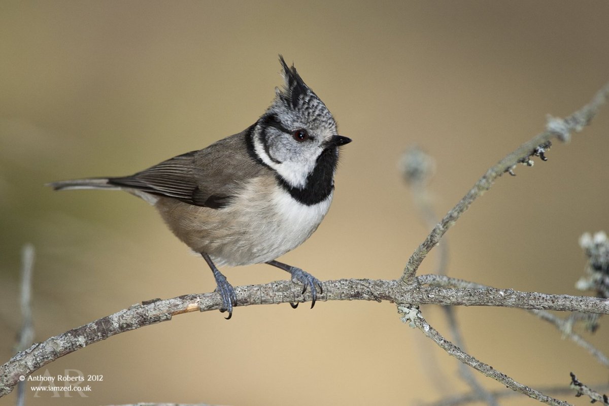 Московка хохлатая синица