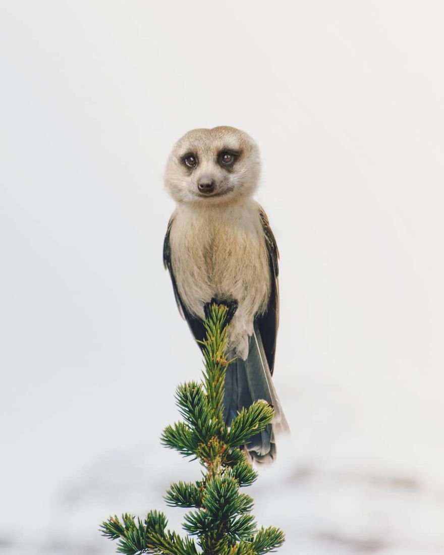 Шиншилла сфинкс