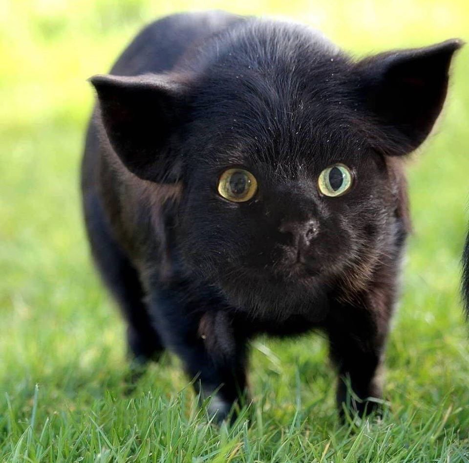 Арне Олав Гурвин